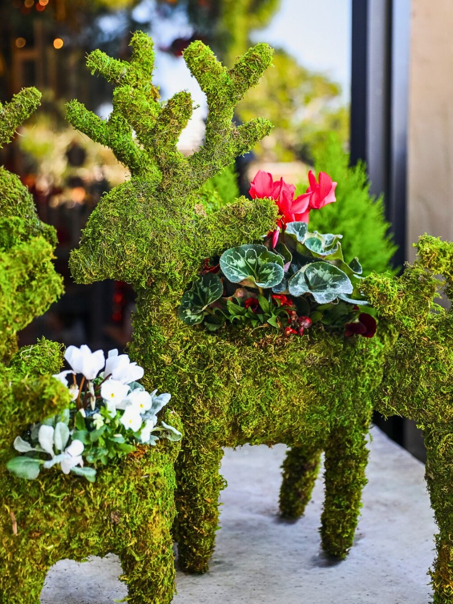 Holiday Evergreen and Floral Scents Affect Well-Being