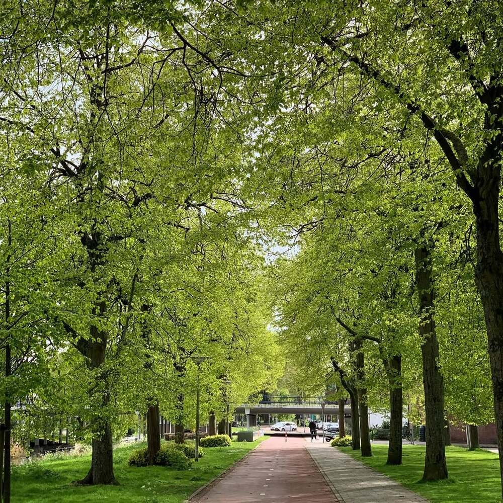 Green leafy path in bright sun