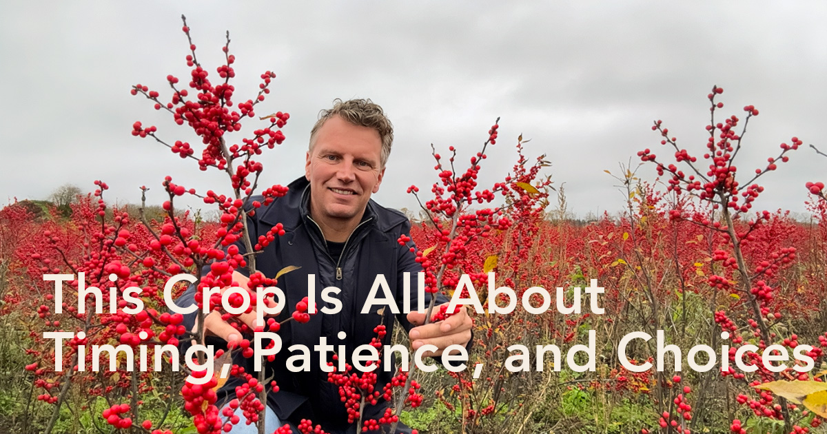 KMB Flowers Ilex Peter van Delft