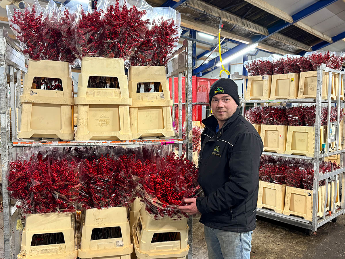 Mark Bouw at KMB Flowers showing Red Ilex
