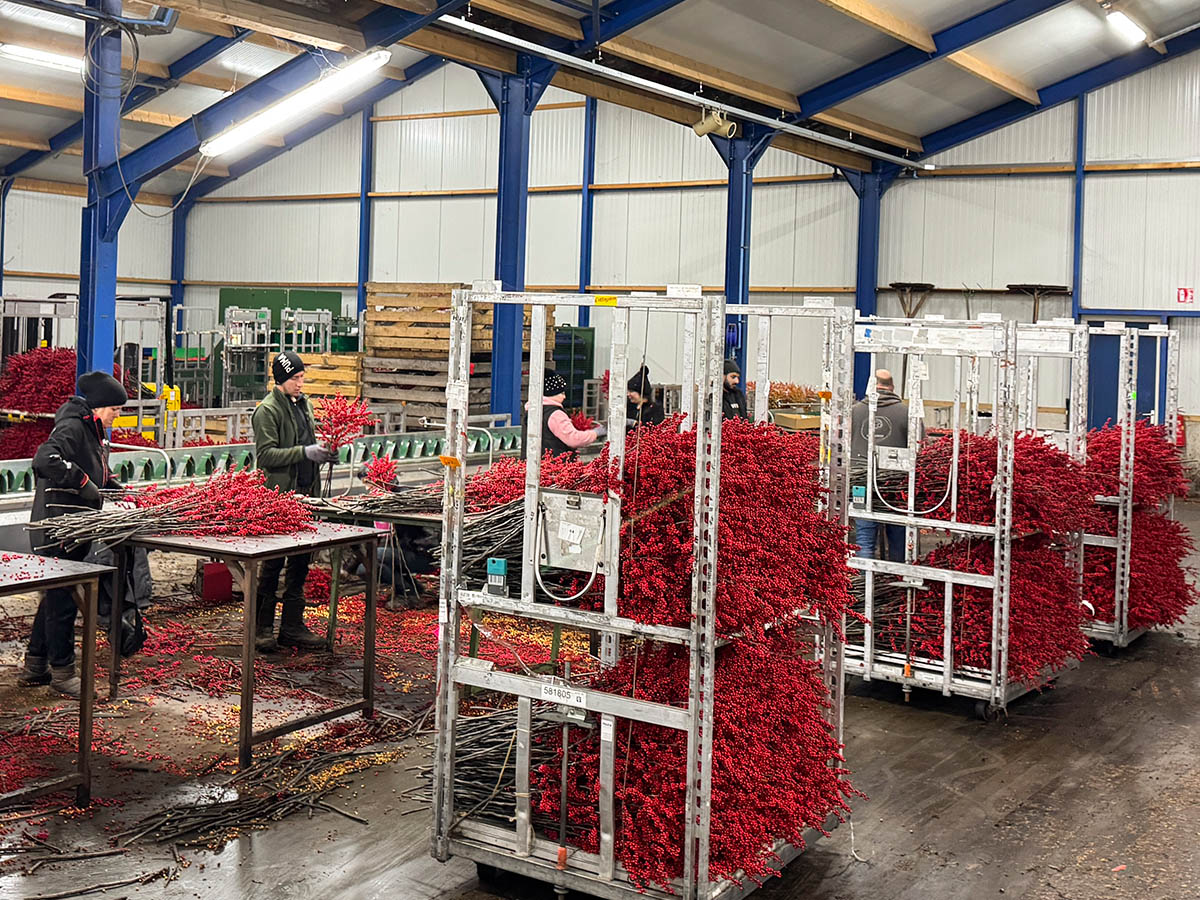 Packing Ilex at warehouse KMB Flowers