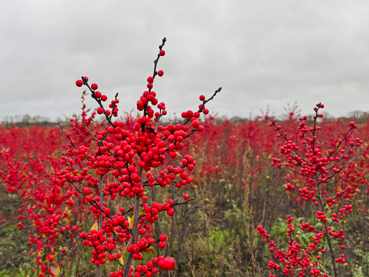 Red Ilex close-up at KMB Flowers Red Ilex close-up at KMB Flowers
