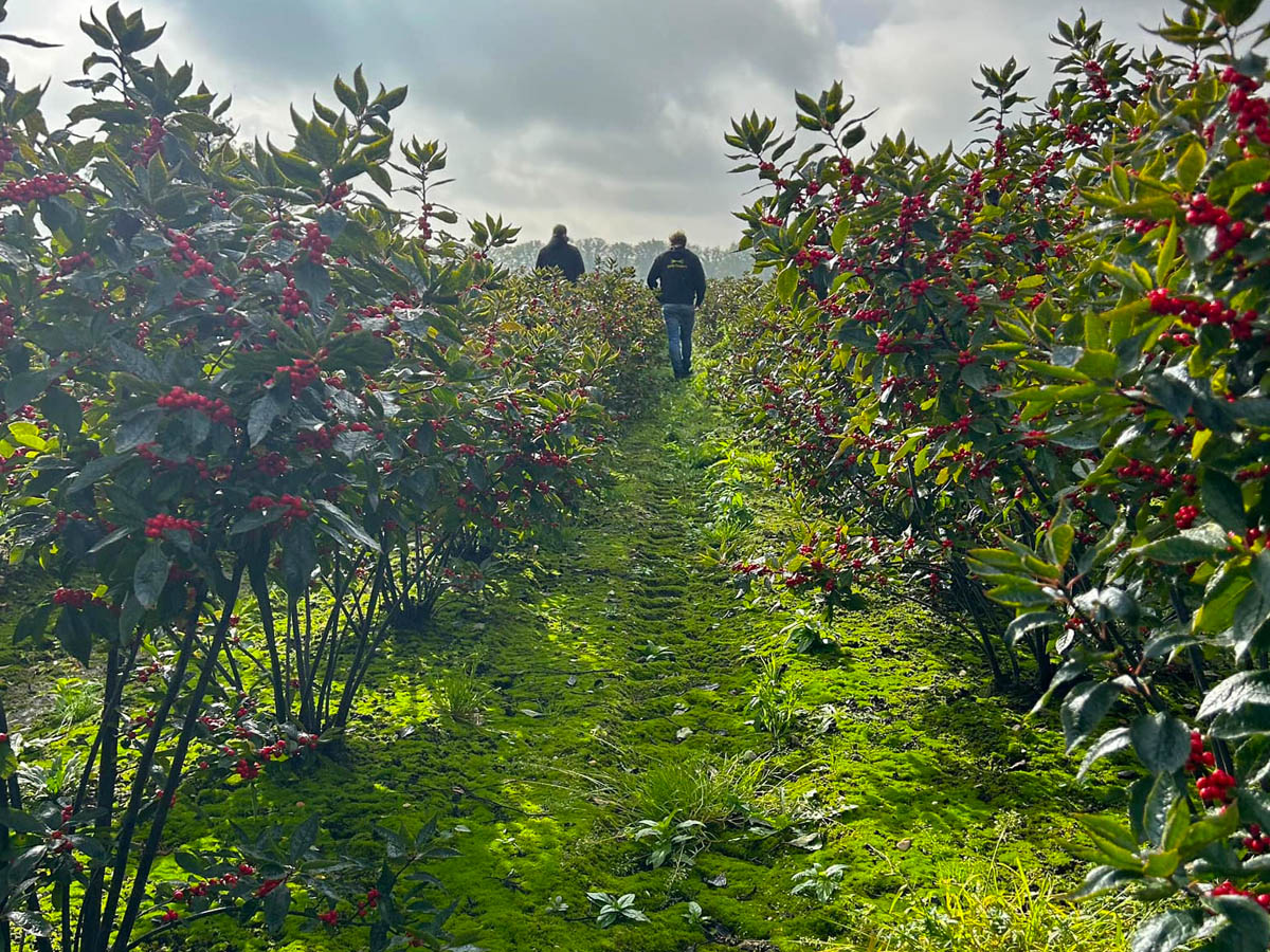 Walking in fields of KMB Flowers Walking in fields of KMB Flowers