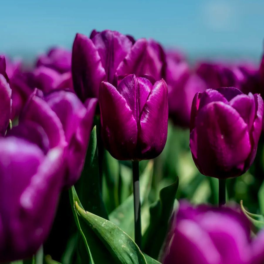 Purple Prince by tulpenpluktuindrenthe