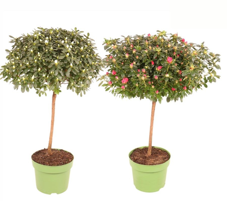 Azalea Flandresse red or white by FlorAmor Azalea Flandresse red or white by FlorAmor