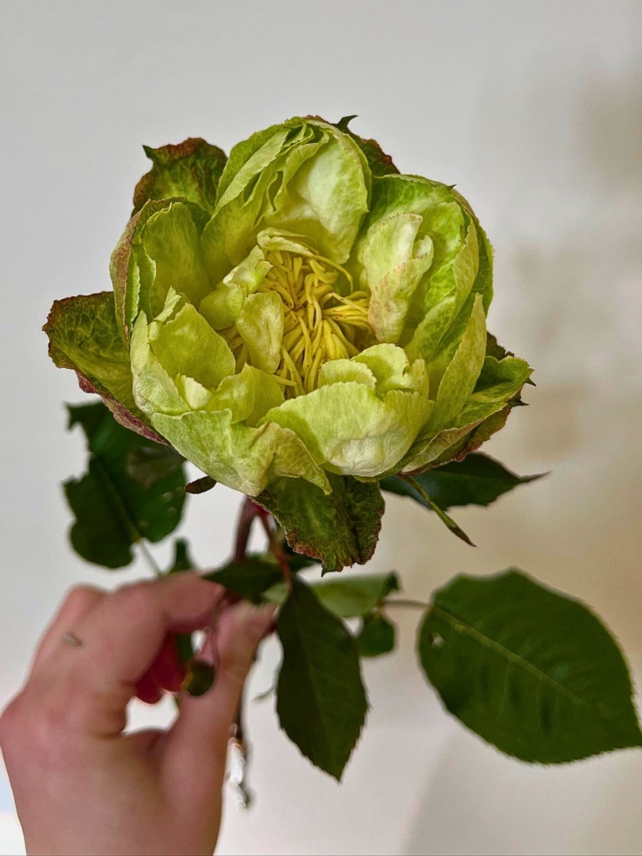Unique and Charming Rose Veggie from Breeder Schreurs, Grown by Fontana Flowers.