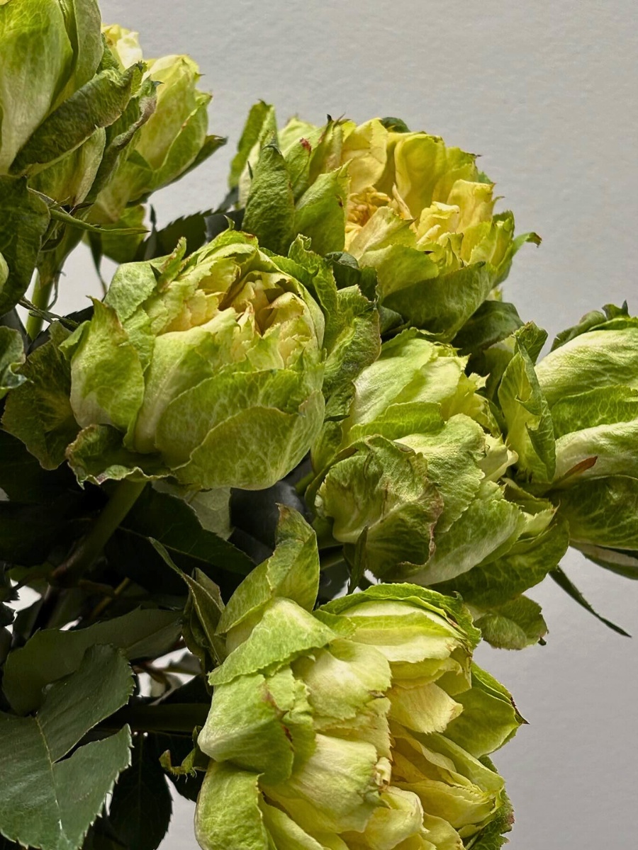 Unique and Charming Rose Veggie from Breeder Schreurs, Grown by Fontana Flowers.