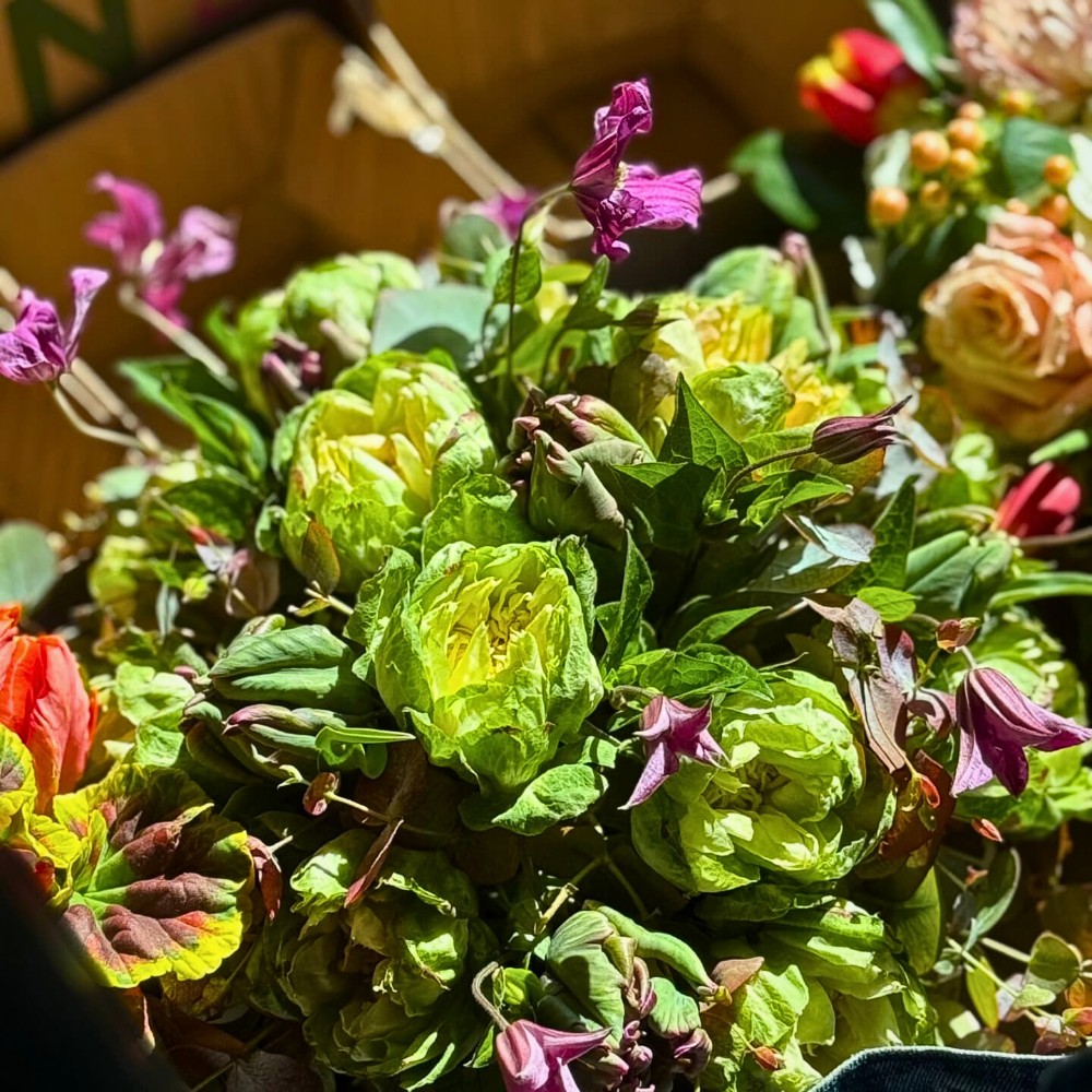 Unique and Charming Rose Veggie from Breeder Schreurs, Grown by Fontana Flowers.