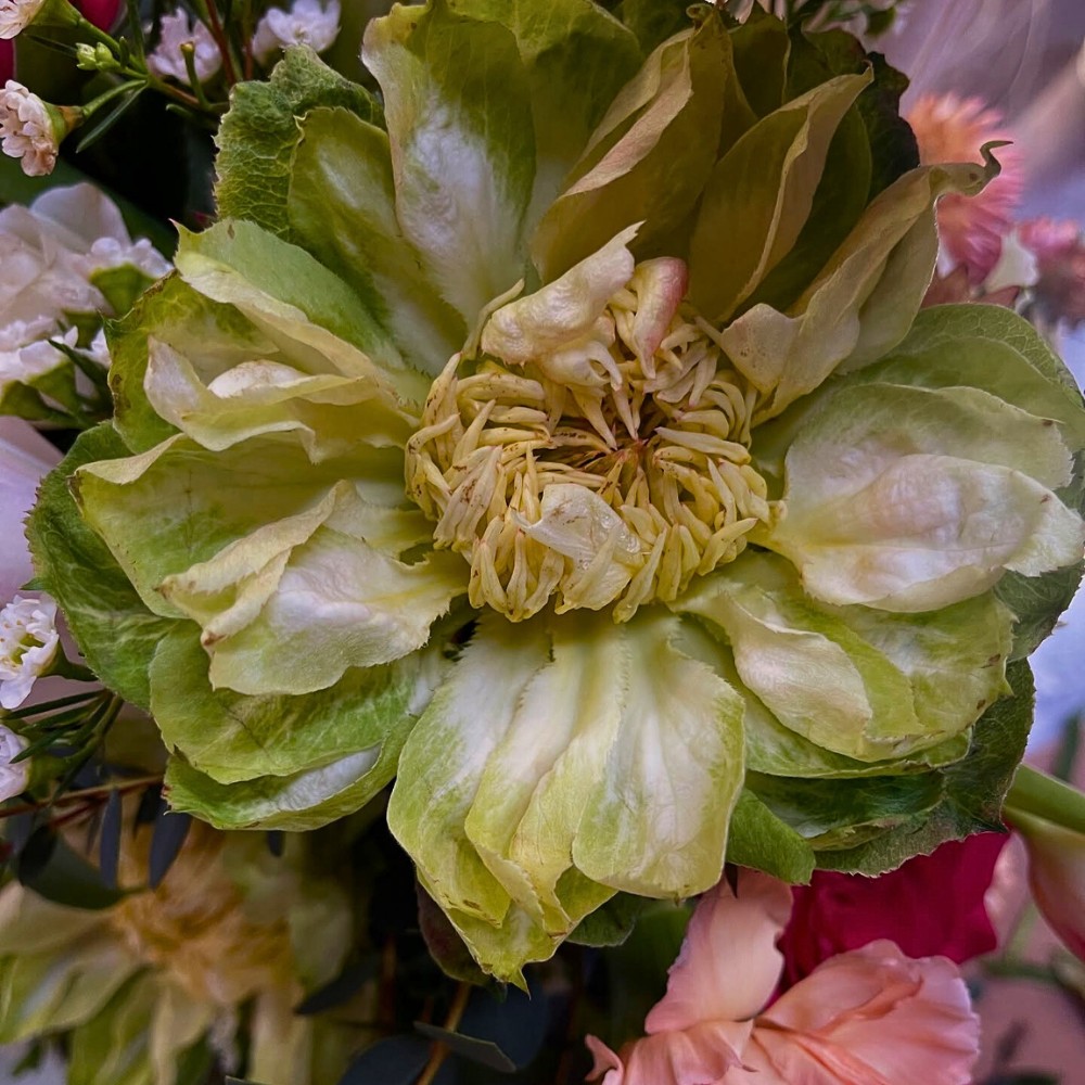 Unique and Charming Rose Veggie from Breeder Schreurs, Grown by Fontana Flowers.