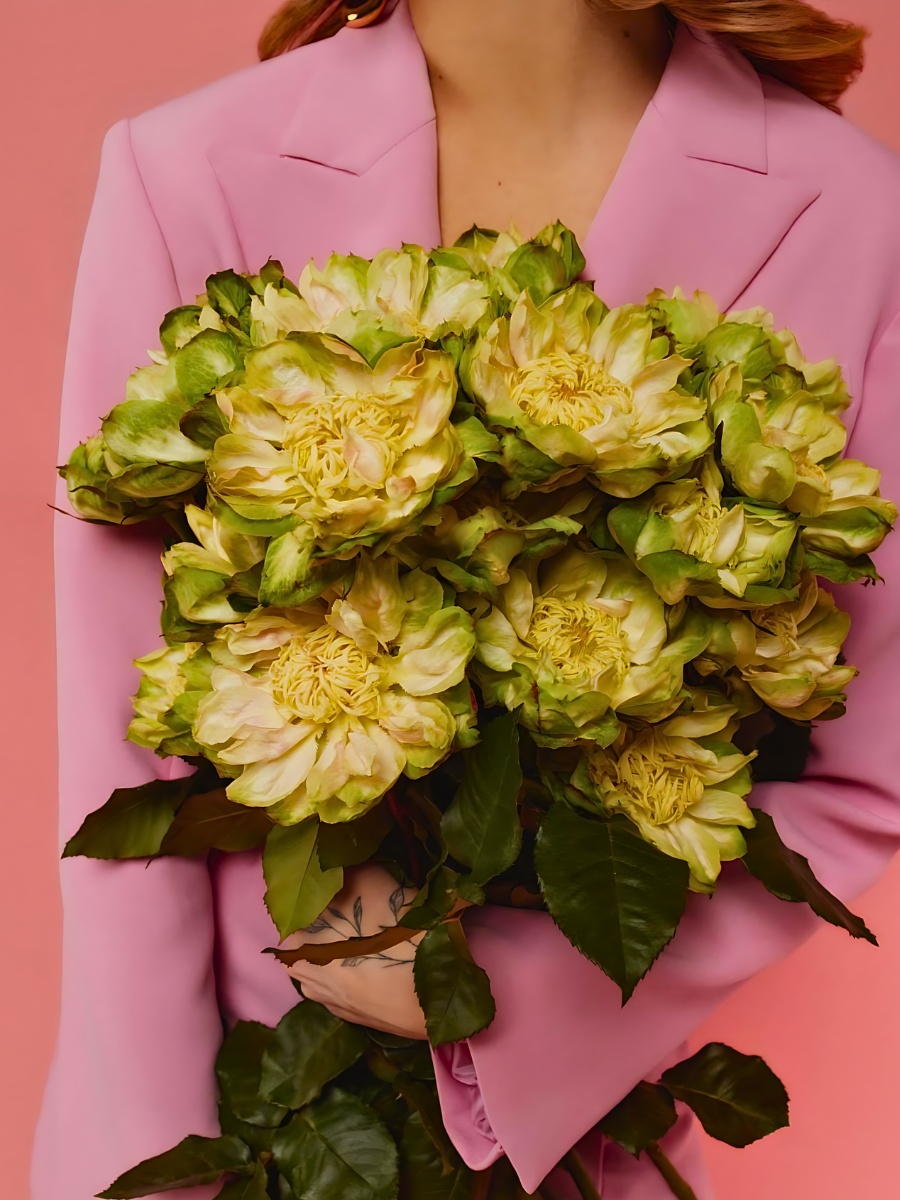 Unique and Charming Rose Veggie from Breeder Schreurs, Grown by Fontana Flowers.