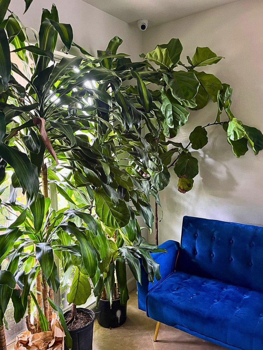 Tall Houseplants for Making a Bold Interior Decor Statement