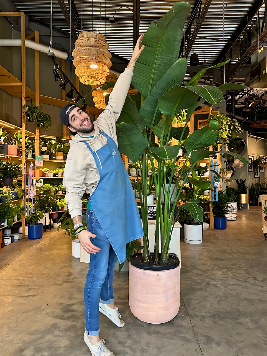 12 Tall Houseplants to Greenup Your Indoor Space