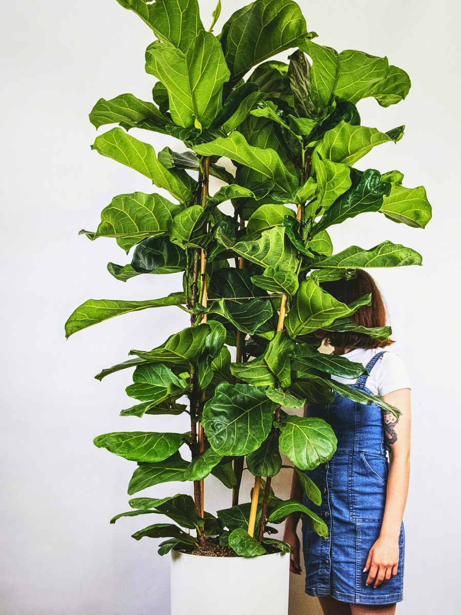 Reasons Why You Should Grow Tall Houseplants