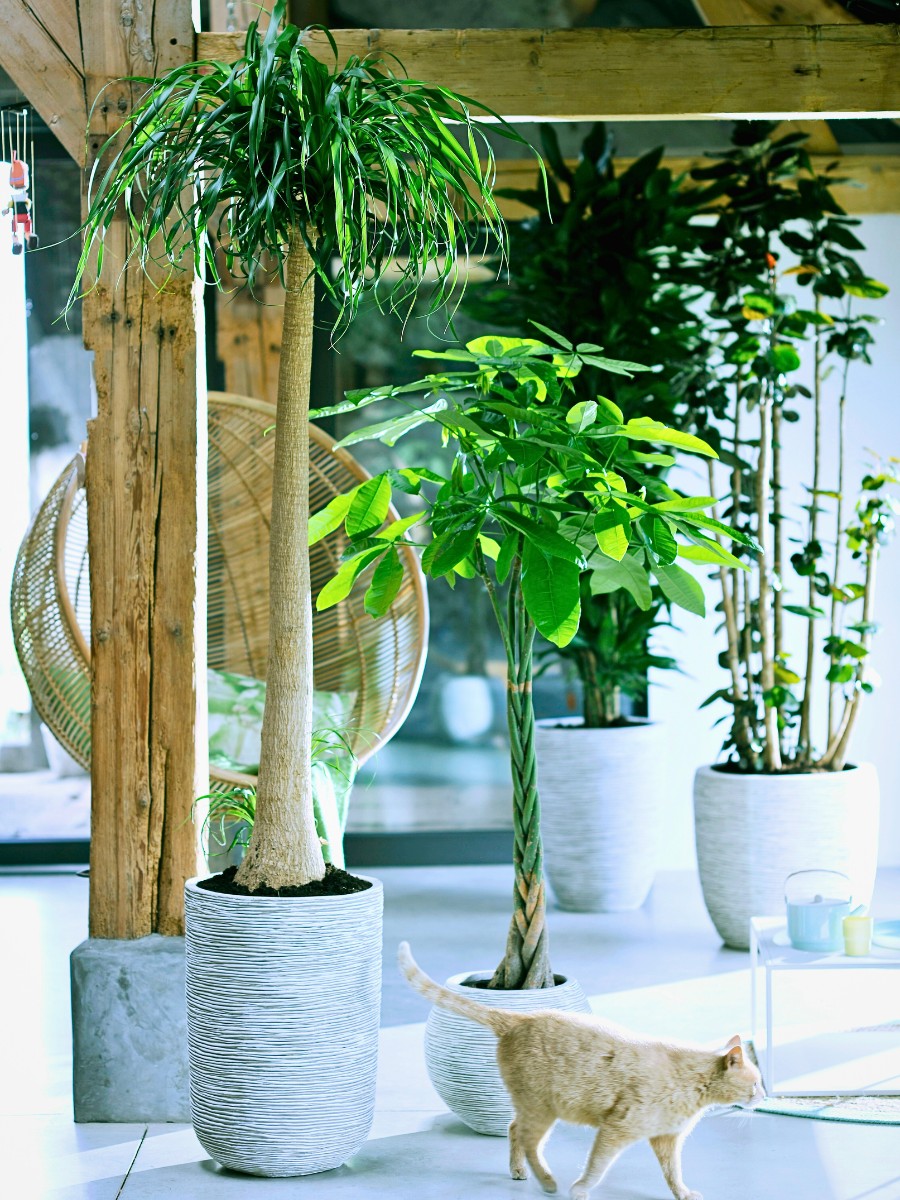 12 Tall Houseplants for Making a Bold Interior Decor Statement