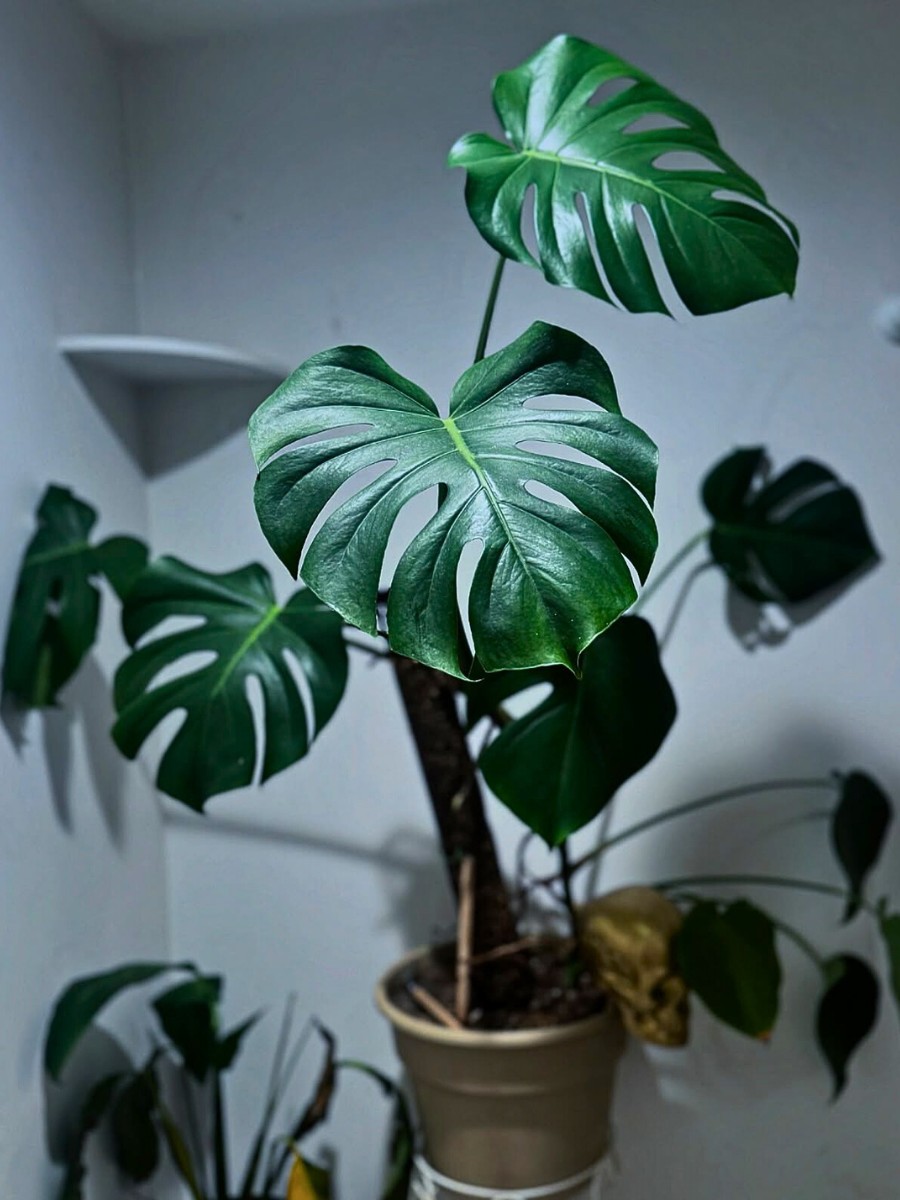 Tall Houseplants for Making a Bold Interior Decor Statement