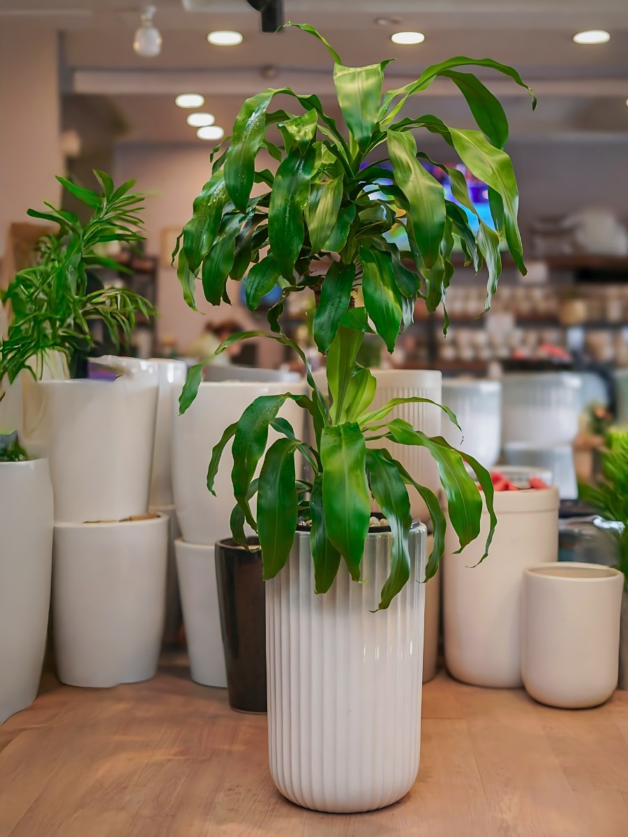 12 Tall Houseplants for Making a Bold Interior Decor Statement