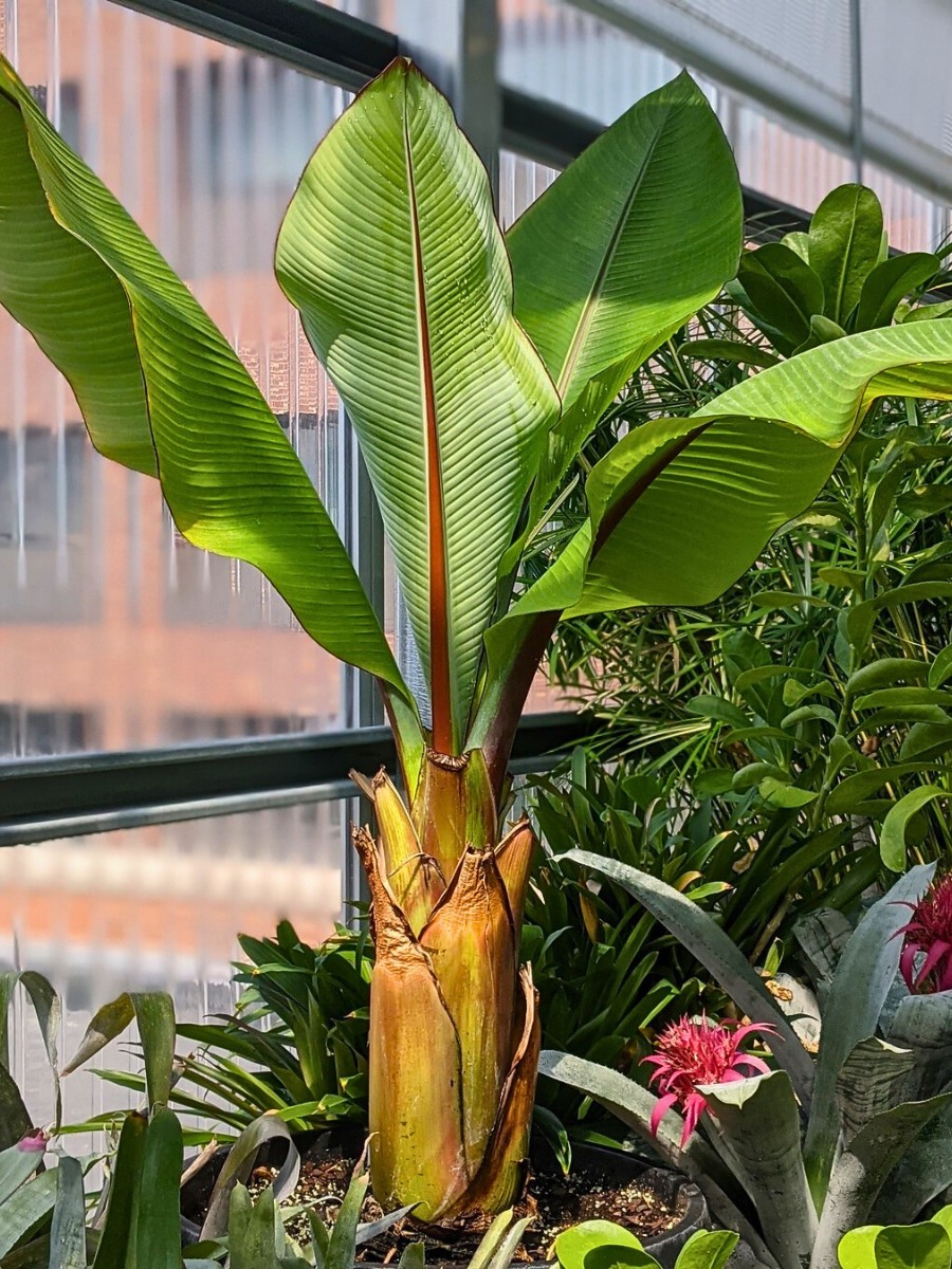12 Tall Houseplants for Making a Bold Interior Decor Statement
