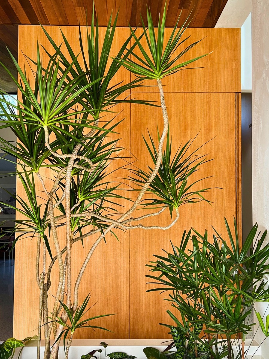 12 Tall Houseplants for Making a Bold Interior Decor Statement