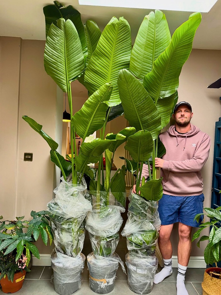 These large and leafy houseplants bring a substantial finesse to your interior decor.
