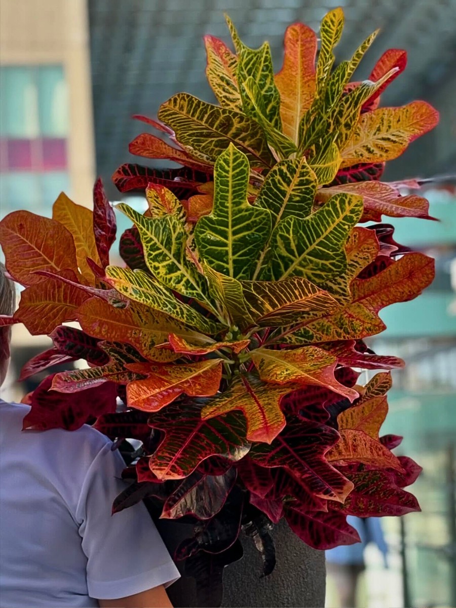 12 Tall Houseplants for Making a Bold Interior Decor Statement