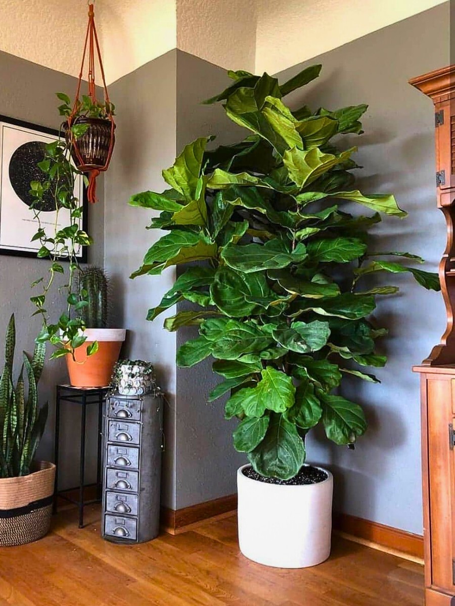 12 Tall Houseplants for Making a Bold Interior Decor Statement