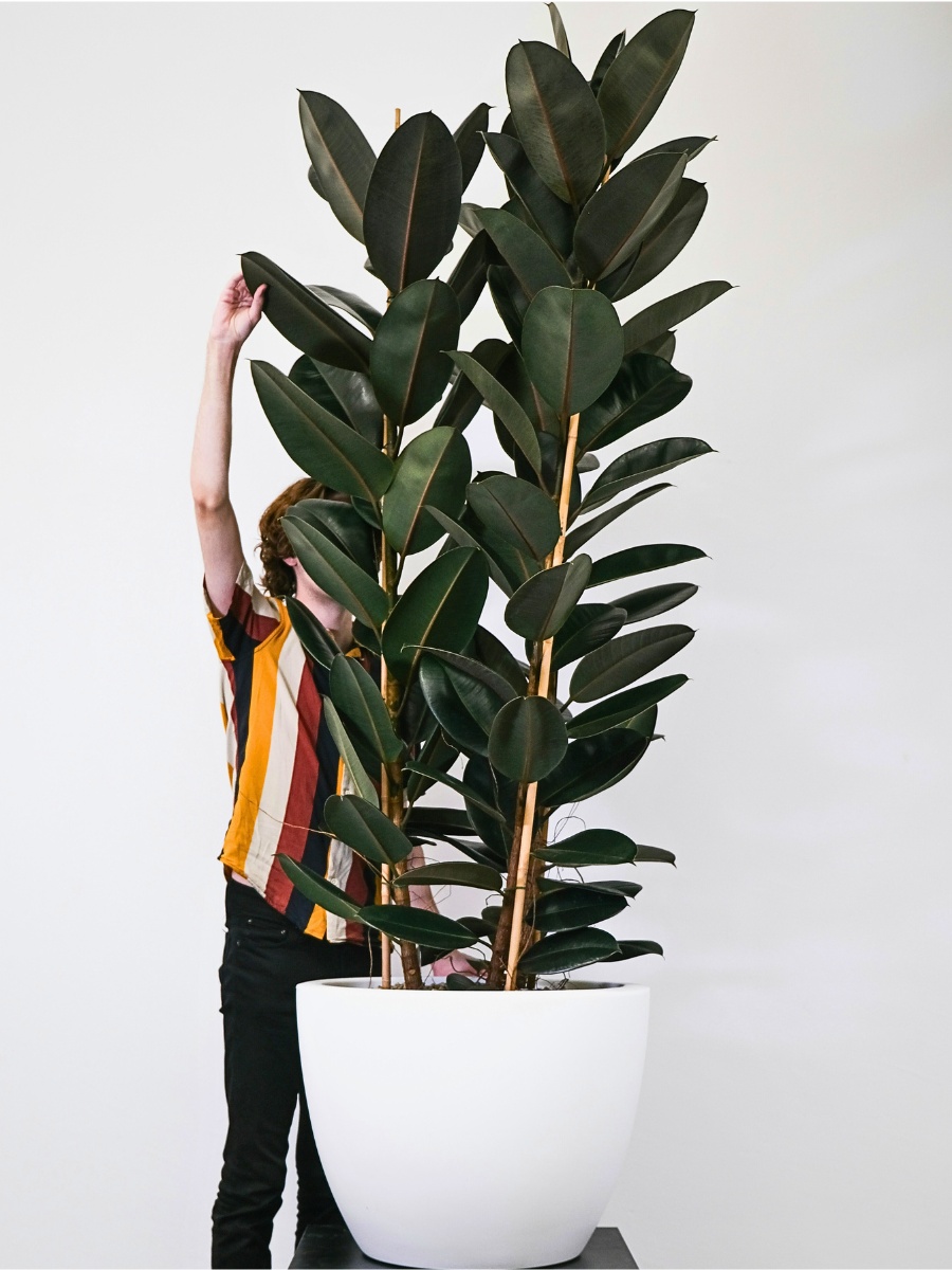 Why You Should Grow Tall Houseplants