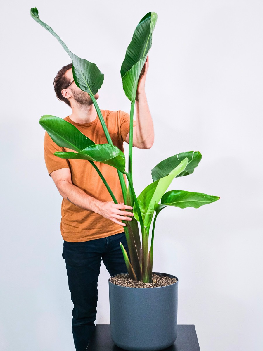 curled leaves can be a sign of dying plant and it may suggest that the plant care needs to amp up. Inset: man checking his Bird of Paradise plant