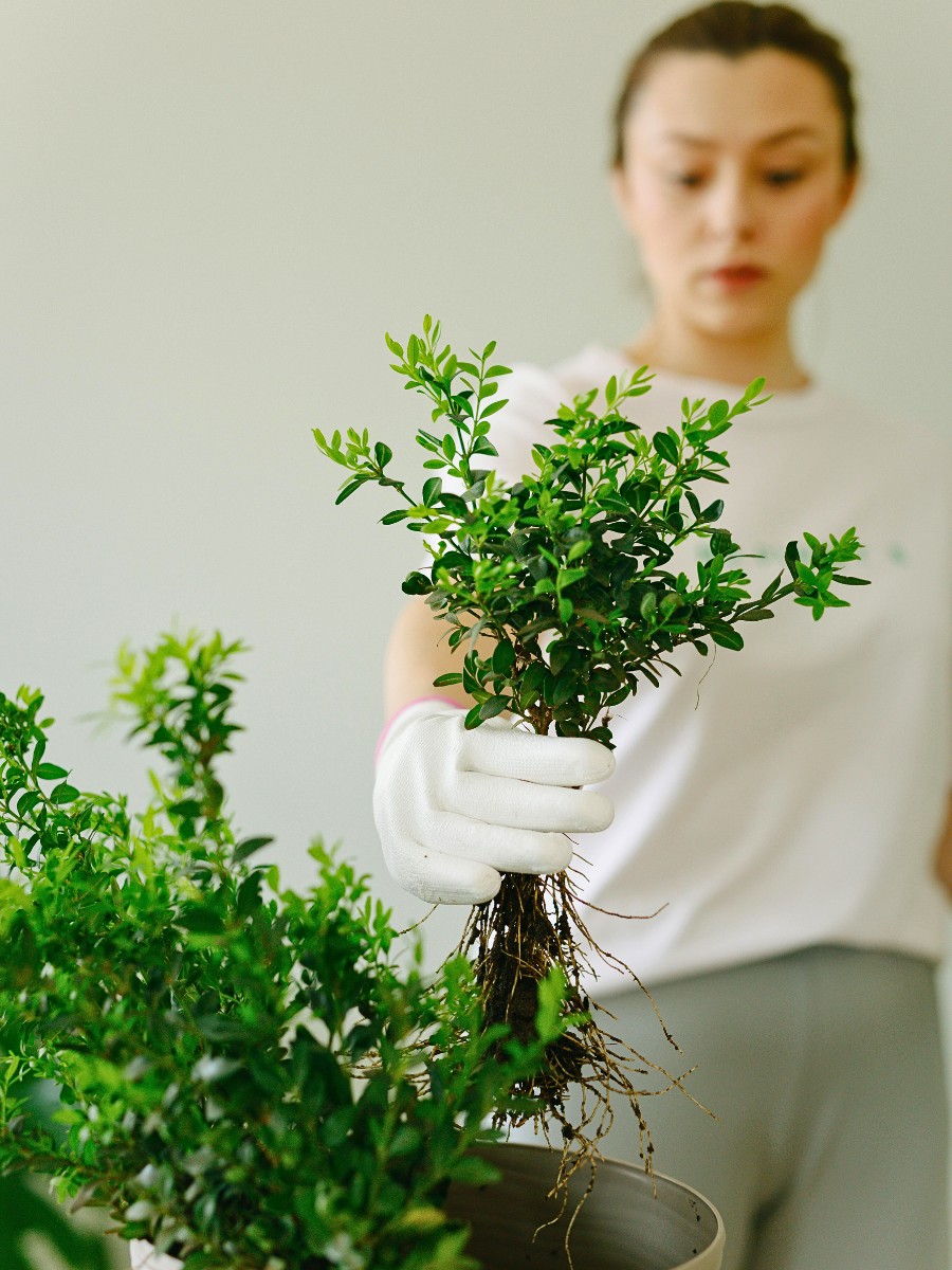 a woman taking care of her plant - checking roots to re pot and add new soil