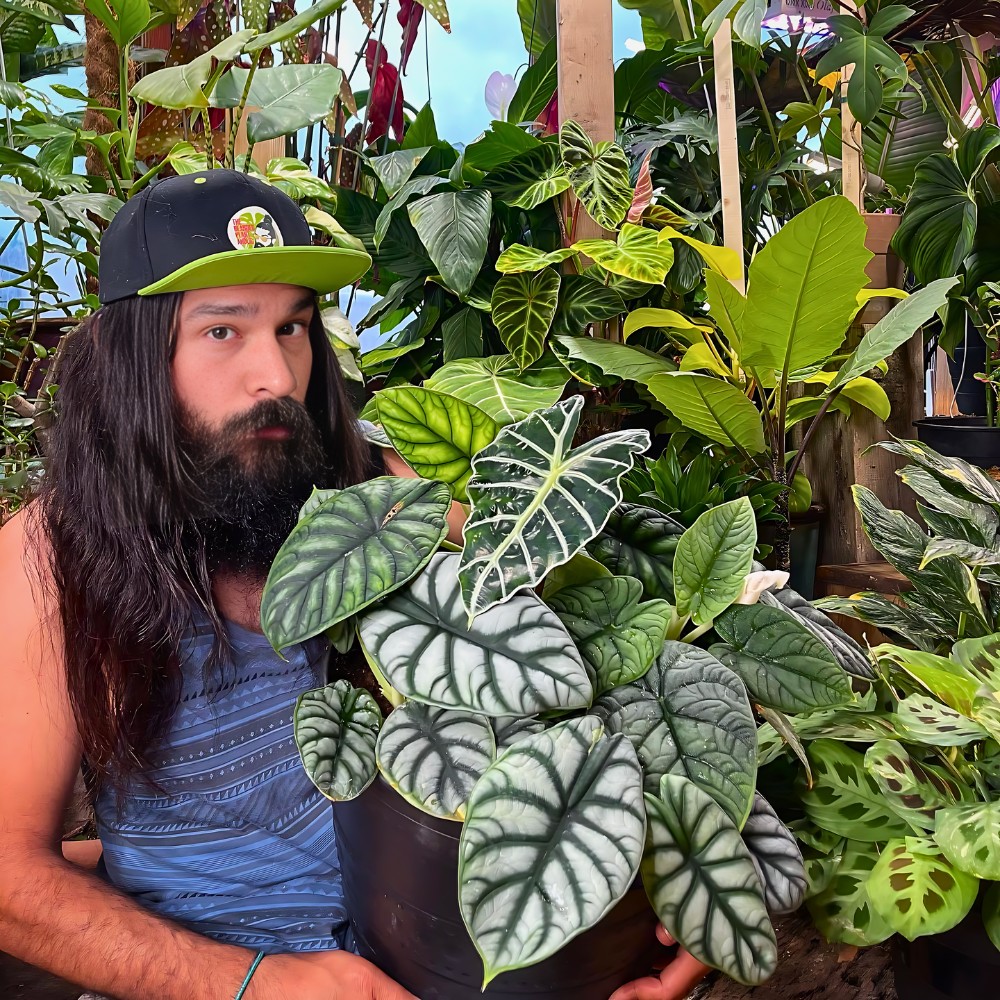 a man holding a well-grown Alocasia Silver dragon and showing it for a picture from his exclusive well-grown garden of green plants
