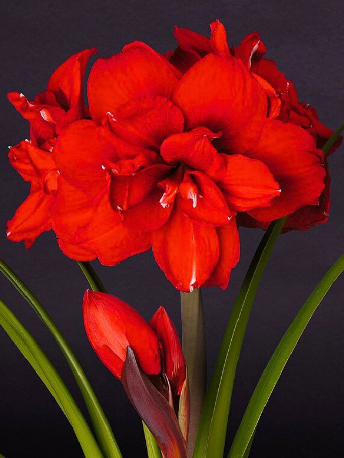 Amaryllis Double King from Vreugdenhil Bulbs & Plants by Decorum