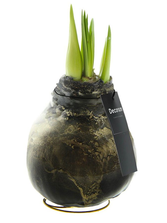 Amaryllis Univerz Deep Black