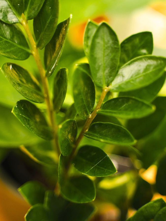 Zamioculcas Lima from Duijn-Hove by Decorum