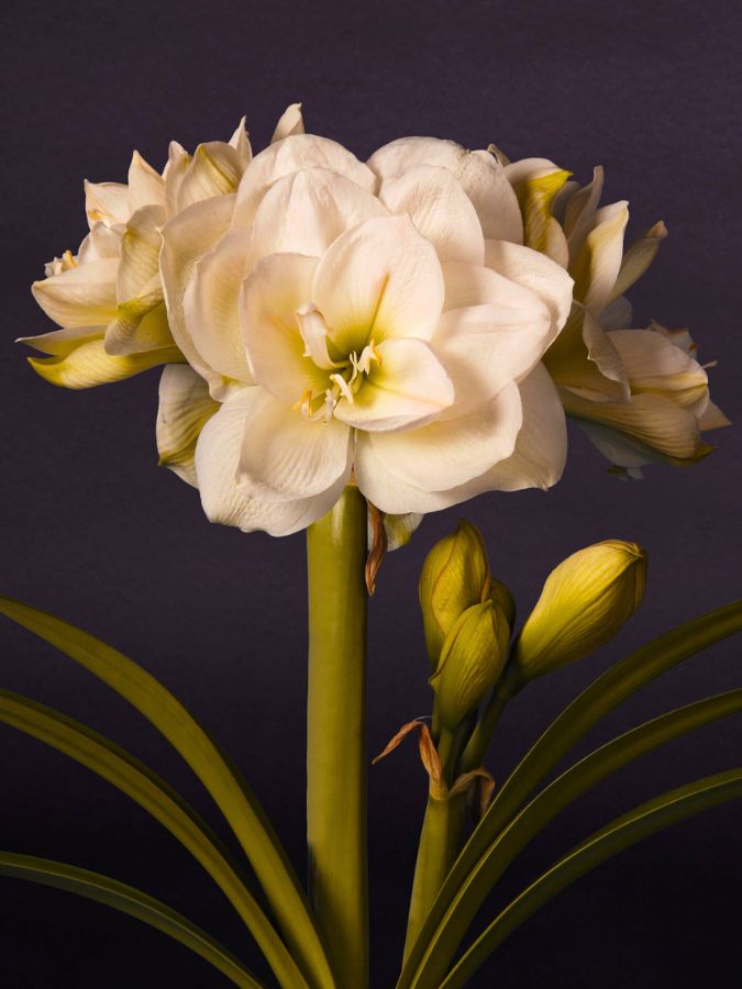 Amaryllis White Amadeus by Decorum