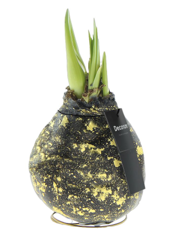 Amaryllis Galaxy Black by Decorum