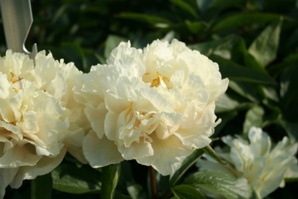 Sunny Girl Yellow Peony