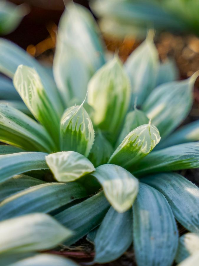 Haworthia White Tiger from Winco Holland by Decorum