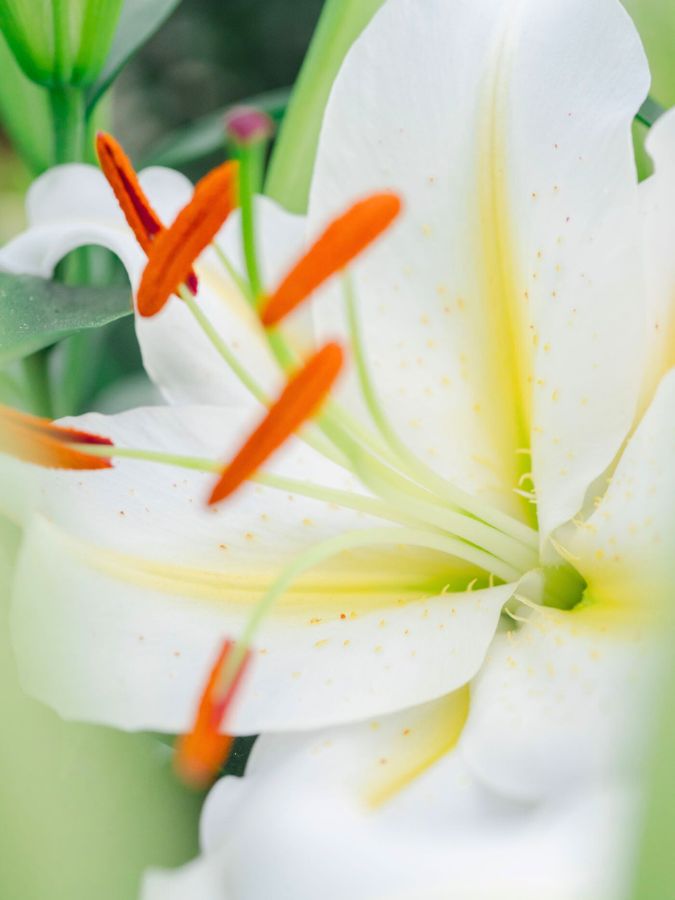Lilium White Starlight from Van Schie by Decorum