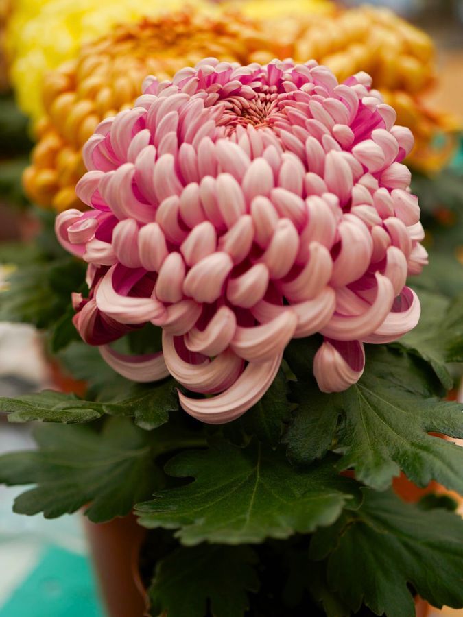 Chrysanthemum Vienna Coco from Lionplant by Decorum