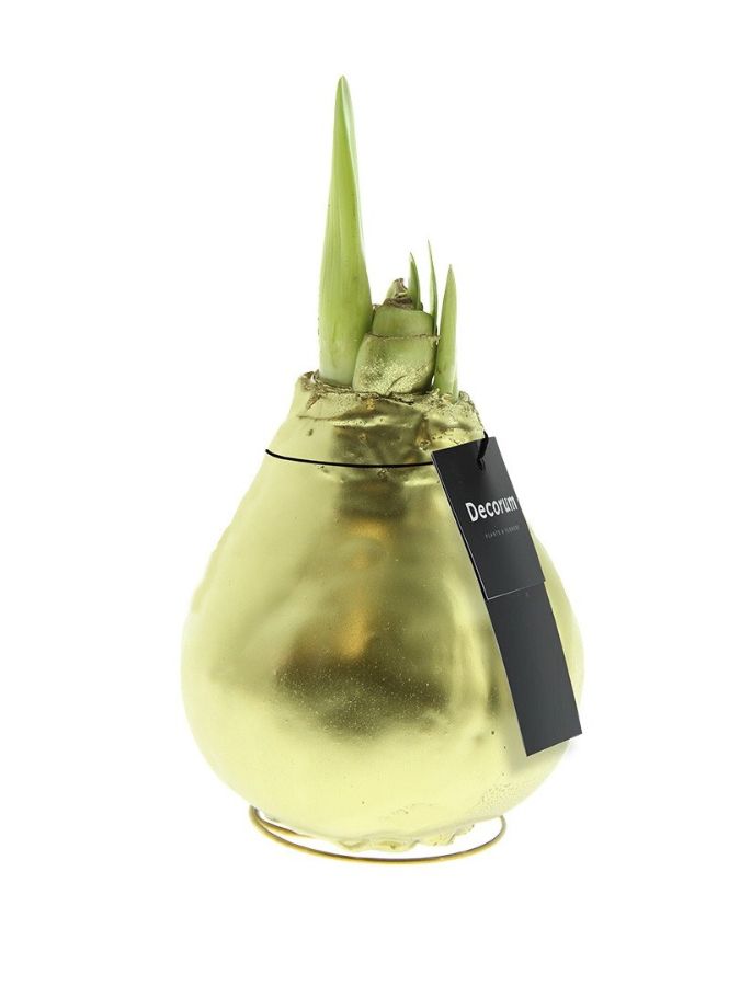 Amaryllis Luxury Gold by Decorum
