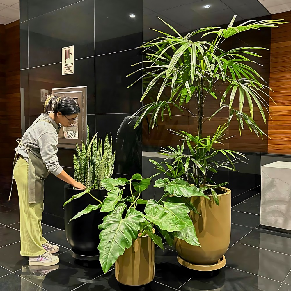 you can revive a dying plant if it still has a few green leaves and flexible stems