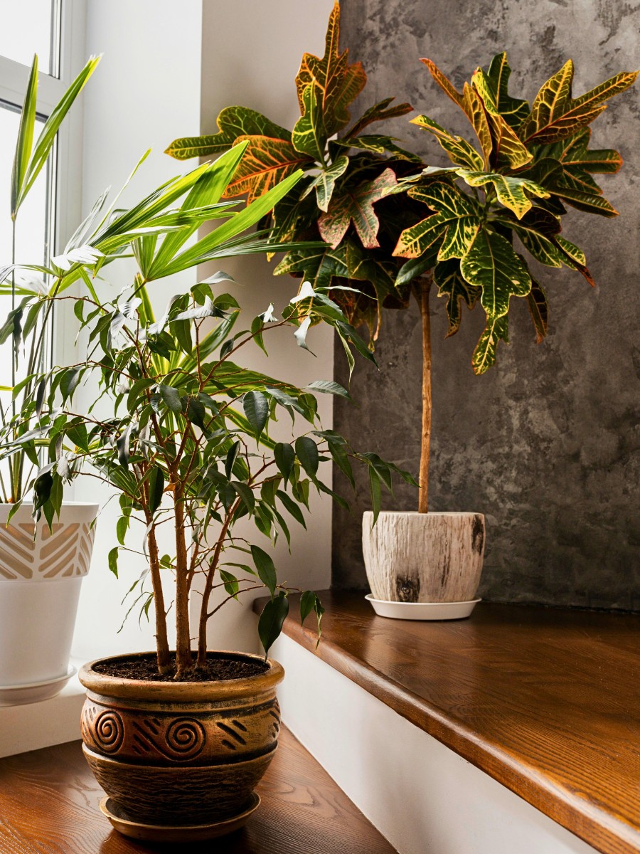 a potted and healthy plant enhancing the interior design of a room