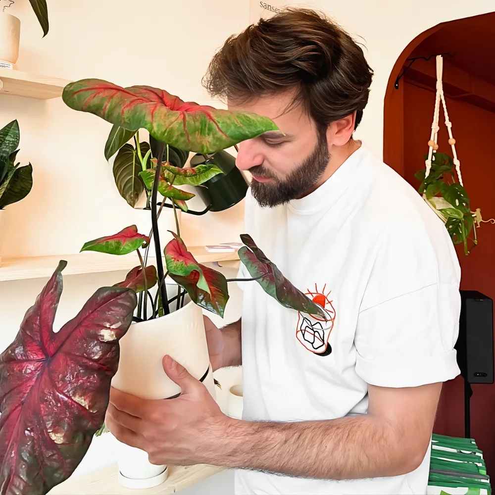 Essential Tips on How to Revive a Dead Plant - Thursd Article - Featured Image