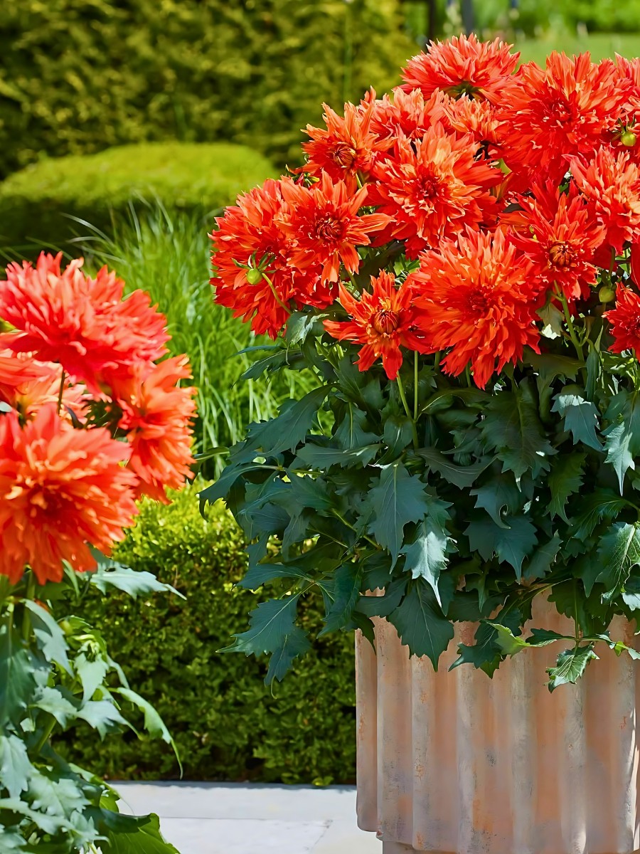 Mr Plant Geek, Michael Perry: Here's Why Beekenkamp’s Dahlia Elmo Ruffle Is Turning Heads