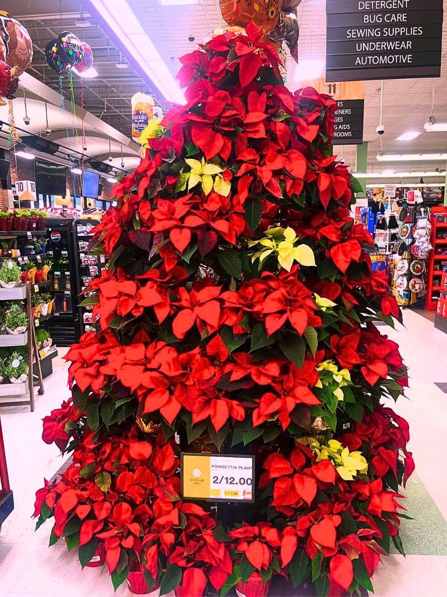 Poinsettia tree