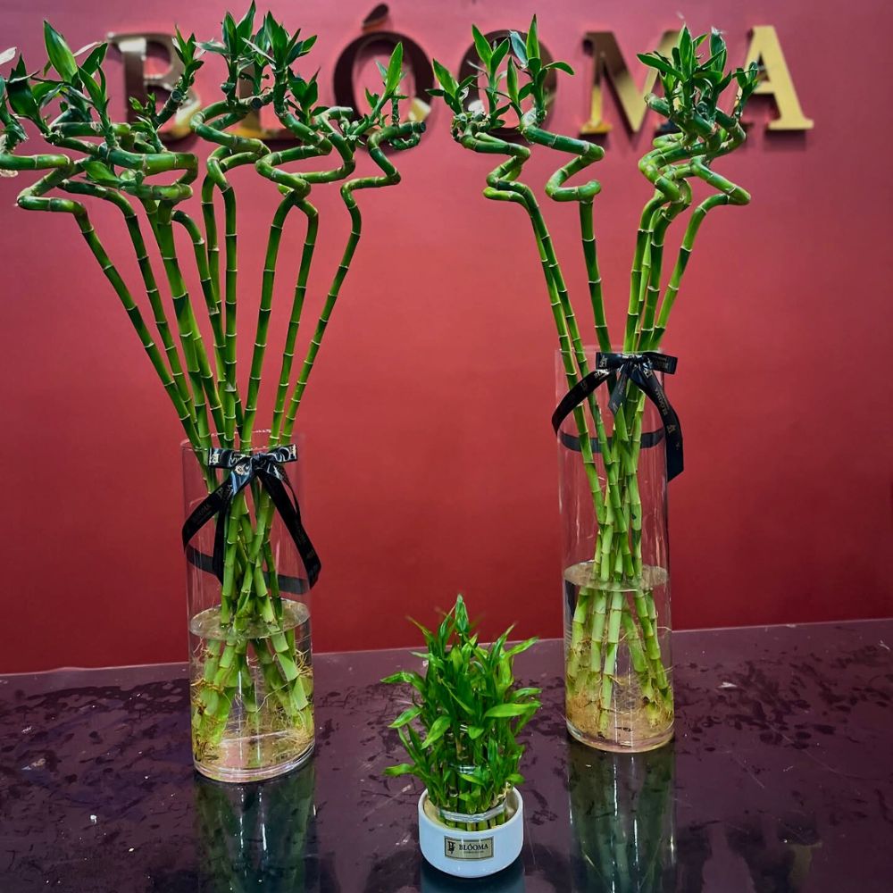 Flowers that mean strength