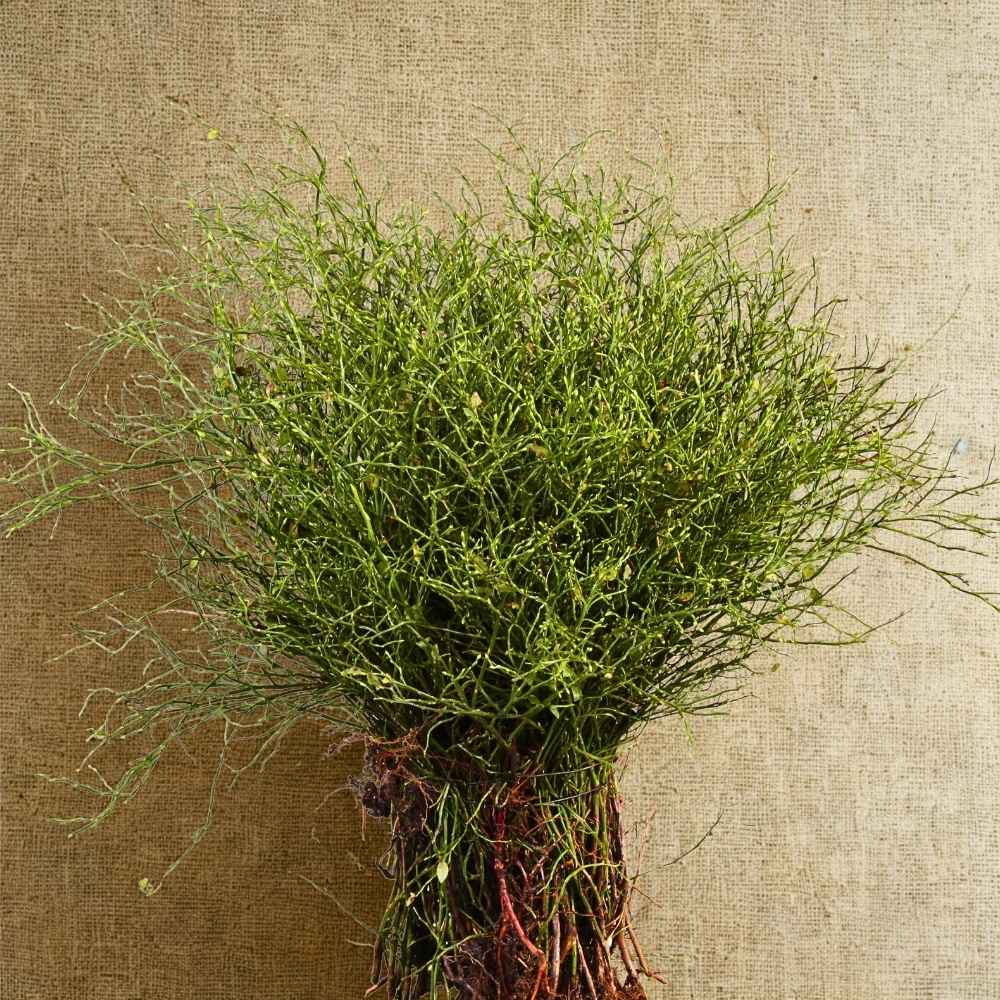 Adomex Imports Heidelbeer (Vaccinium Myrtillus) from Germany and Ukraine for Their Woodland Beauty in Floral Designs and Arrangements.