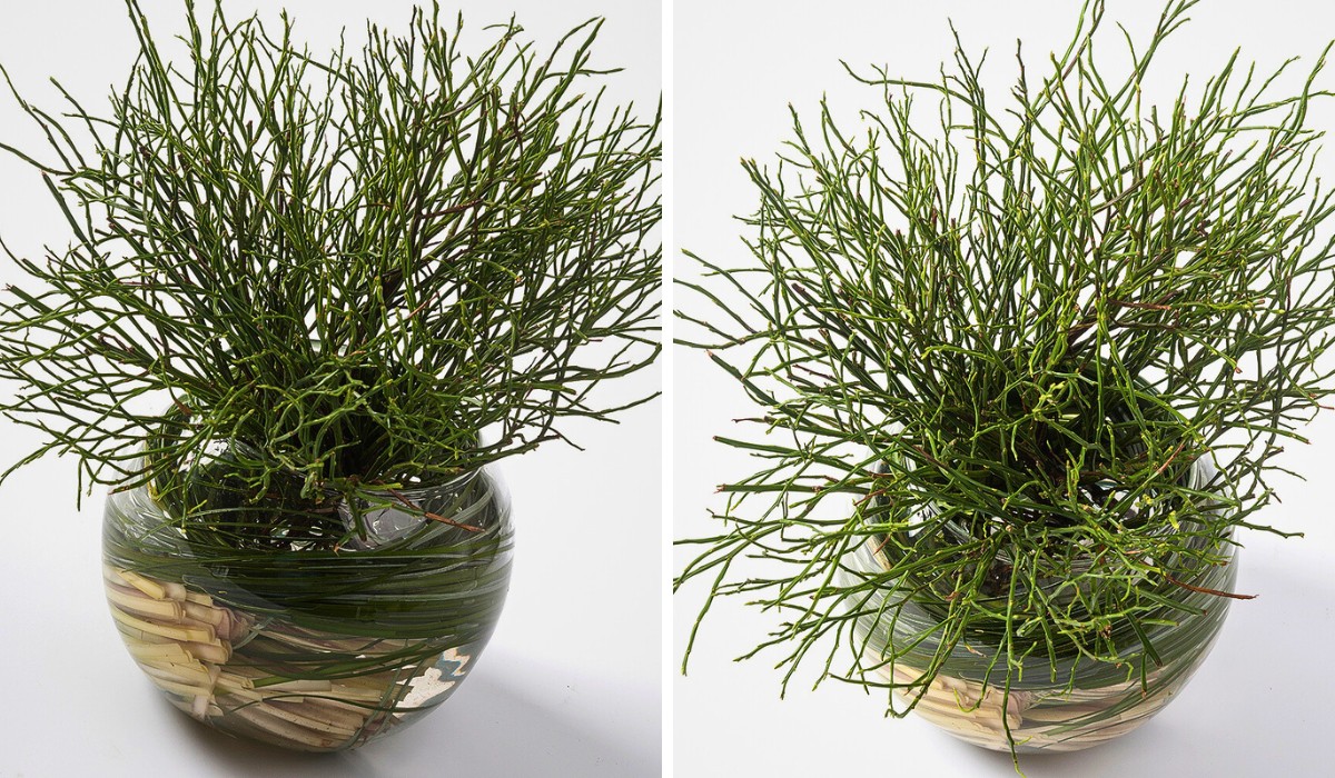 Heidelbeer, also called Vaccinium myrtillus