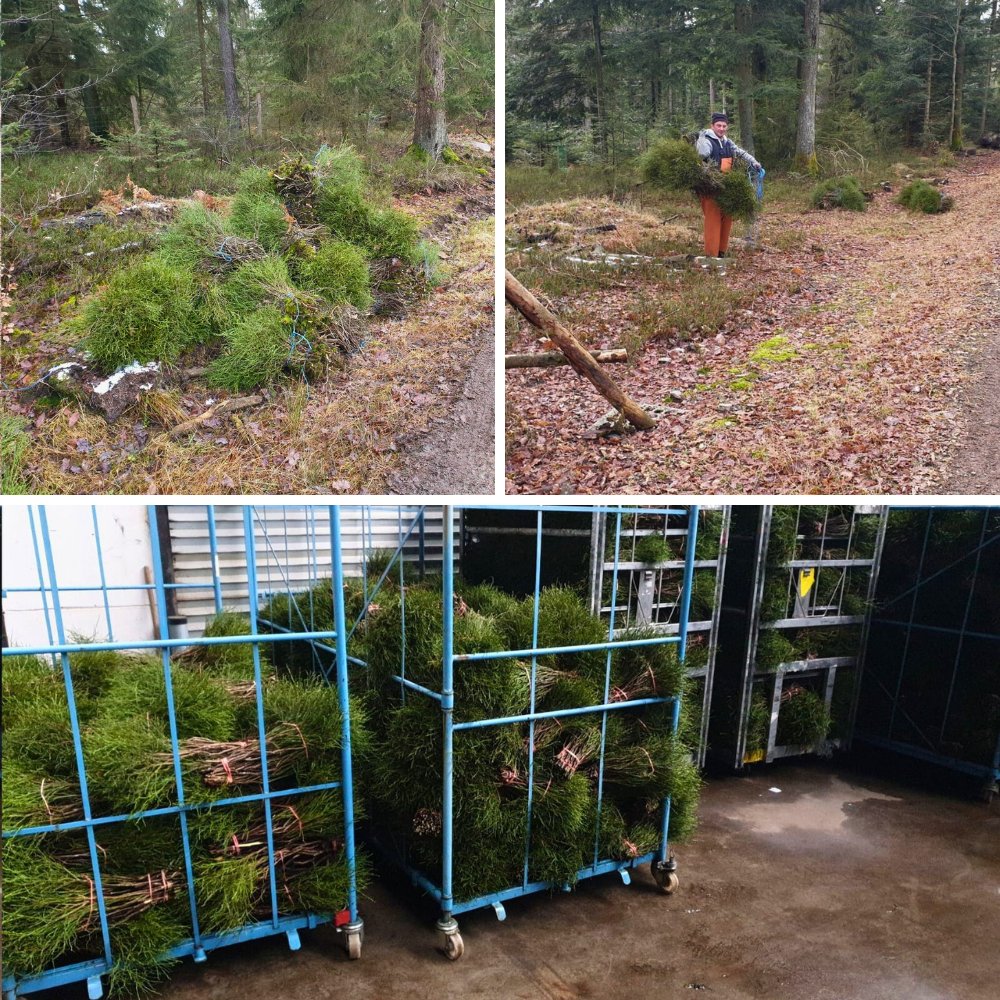 Adomex Imports Heidelbeer (Vaccinium Myrtillus) from Germany and Ukraine for Their Woodland Beauty in Floral Designs and Arrangements - Thursd Article