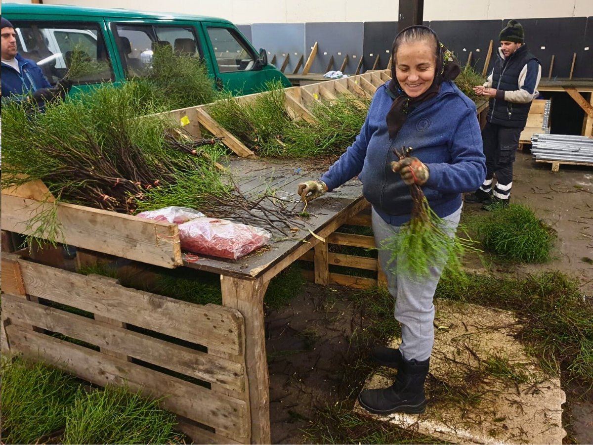 Adomex Imports Heidelbeer (Vaccinium Myrtillus) from Germany and Ukraine for Their Woodland Beauty in Floral Designs and Arrangements - Thursd Article