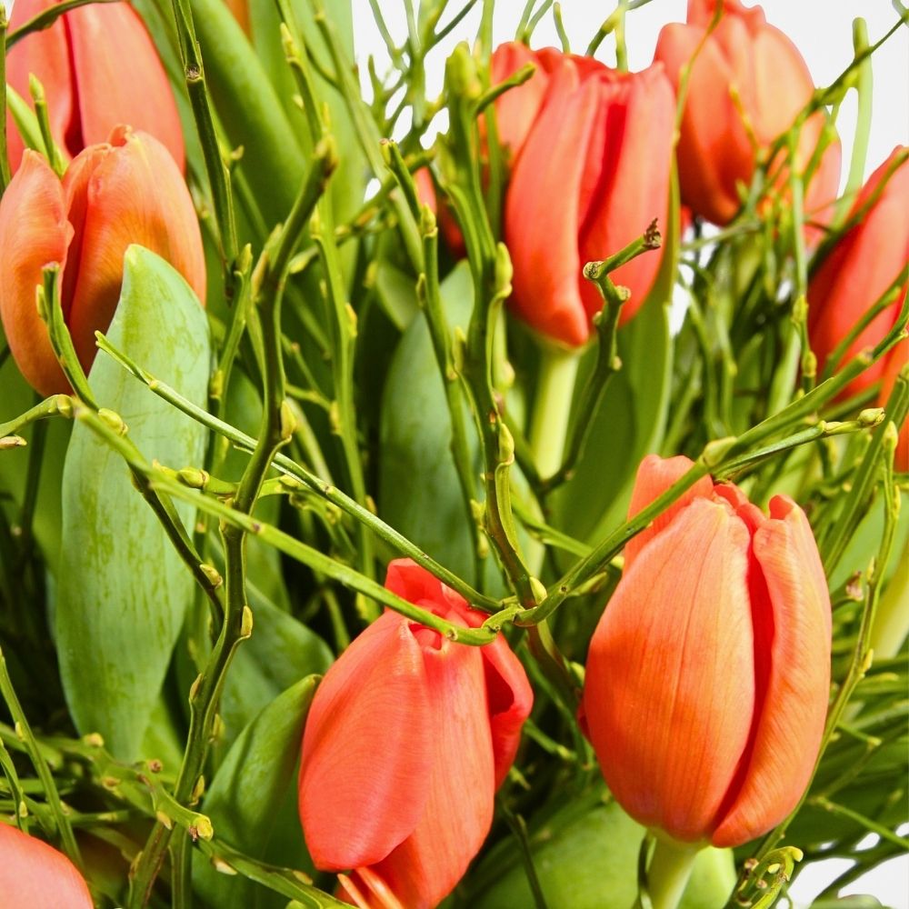 Adomex Imports Heidelbeer (Vaccinium Myrtillus) from Germany and Ukraine for Their Woodland Beauty in Floral Designs and Arrangements - Thursd Article